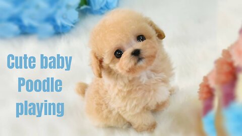 Cute Baby Sister toy Poodle