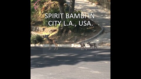 Deer Walking with Their Young in Los Angeles