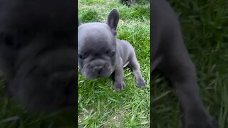 #frenchbulldogpuppiesforsale #frenchbulldog #frenchbulldogpuppies #frenchbulldogpuppy