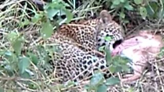 Leopard Cub Feeding On An Impala | South African Safari