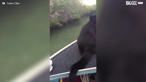 Kat elsker at sejle og svømme!