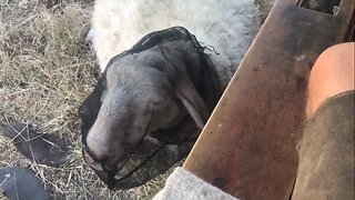 Sheep chews cud in peace with mosquito net protection!