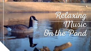 A Day at the Pond With Our Geese