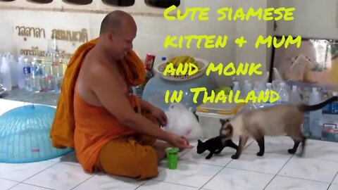 Ultimate cutest new born kitten with mum EVER! Buddhist temple Hat Yai Thailand 720p HD