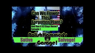 Sativa Salvage Ep 1 "THE BEGINNINGING" 🏁🦅🔧🔨🏎🔥🌳 #MAC1 #WEBBGRO #GEEKLIGHT #FLORAFLEX #VIVOSUN