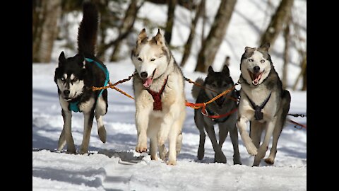 Lovable cute husky dogs playing with their boss..