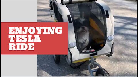 Adorable puppy enjoying the Tesla ride