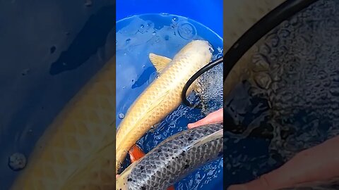 You won't believe this! Rescuing giant koi fish #shorts