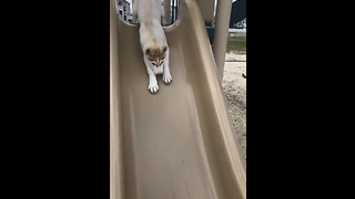 Husky Puppy Happily Goes Down The Slide