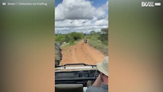 Un rhinocéros pourchasse un groupe de touristes