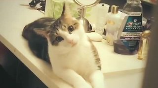 Cute kitty gives priceless look to the camera