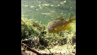 pumpkinseed on the bed