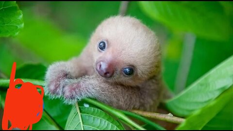 Baby Sloths Being Sloths - FUNNIEST Compilation trening