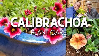 😃 Calibrachoa Care | Friday Plant Chat 😃