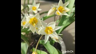 Tulipa turkestanica