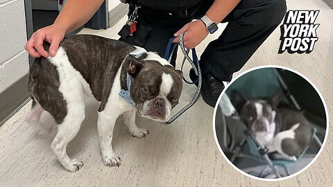 Woman abandons French bulldog 'in a stroller' at Pittsburgh airport after being told she can't bring it on plane without a crate