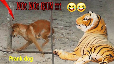 Fake Tiger Prank Dog Run So Funny Video Pranks 2021