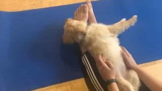 Cães bebés ajudam em aula de yoga!