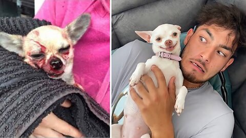 Most Angry and Funny Chihuahua Ever ! nikki Chihuahua - Chihuahua World