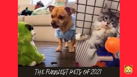 Funny Cats Video - Compilation 2021