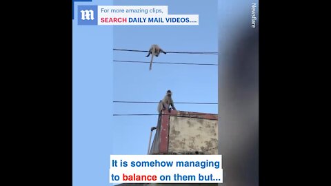 The monkey risks it all in order to save its baby's life!