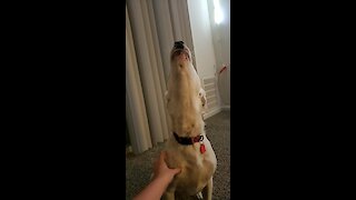 Storm Sirens Send Doggy Into Howling Fit