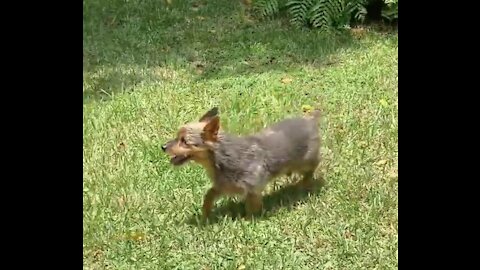 Special Needs Senior Puppy gets to experience grass for the first time in his Life