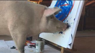 Mød Pigcasso, den talentfulde grise-maler
