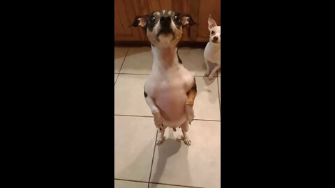 Puppies want treats! Begging Dance