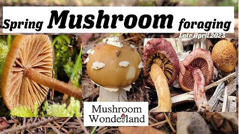 Spring Mushroom Foraging --MUSHROOM IDENTIFICATION- late April 2023