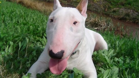 English Bull Terriers Have Way Too Much Personality.