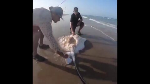 Men rescuing baby stingray after being born!well done