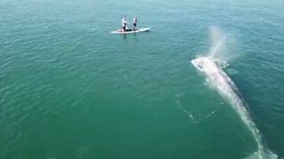 Une baleine grise nage parmi les surfeurs