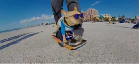 Meet the coolest dog in Florida