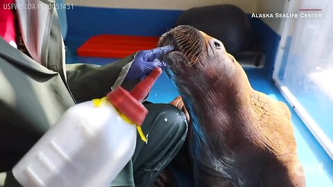 Walrus calf rescued after wandering alone