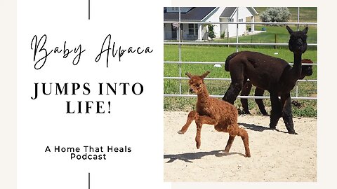 Baby Alpaca Jumps Into Life!