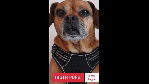 TRUTH PUPS NEWS Lots happening behind the scenes