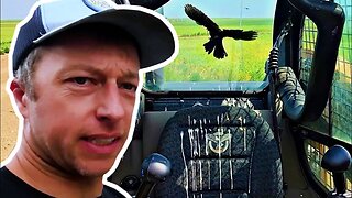 This bird hates me, POOP EVERYWHERE! - Harvest Part 2