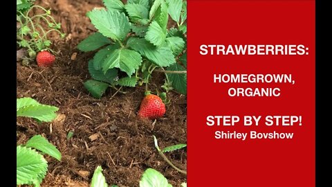 STRAWBERRY PLANTS: STEP BY STEP GROWING / EdenMakers