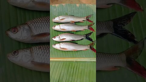 🤣🤣wow😍@BENGALCOOKING #shorts #youtubeshorts #viral #viralshorts #trending #trendingshorts #fish