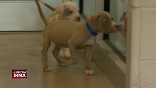 Animals evacuated from Florida shelter find safety in Milwaukee