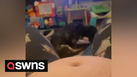 Hilarious moment mum tries to film baby bump kicking only to capture her dog scooting on his bum