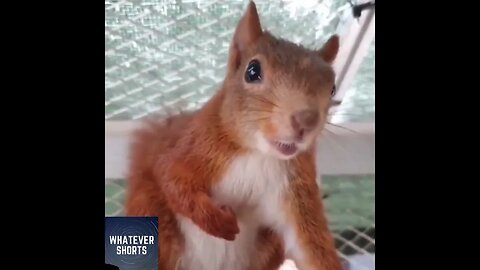 Squirrel tries to be scary and fails #shorts #animal #cute #squirrel