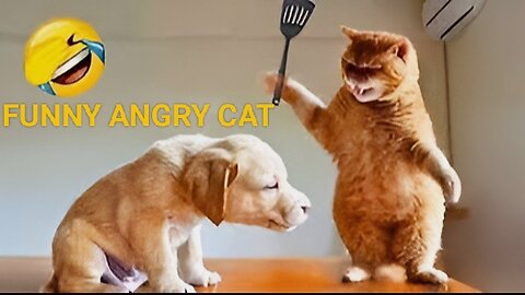 Angry Cat funny videos very funny videos for angry cat and noob dog #rumble
