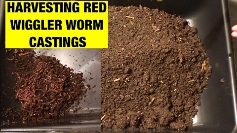 Harvesting my largest batch of red wiggler worm castings!