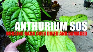 Anthurium Survival Guide: Bringing Back Life to Dried-Out Plants