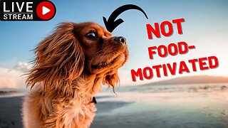 How to train a dog that is not food motivated? Live Q&A
