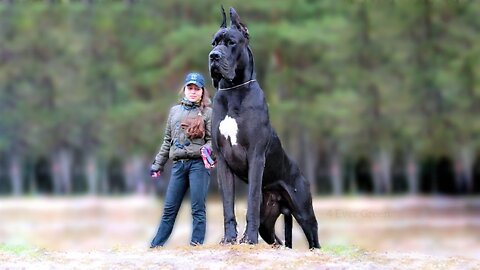 WATCH OUT !! 11 Biggest Dogs In The World