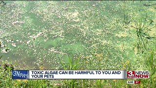 Toxic Algae