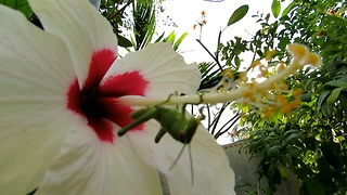 Beautiful flowers and animals, Koh Tao, Thailand